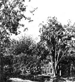 Rowan tree