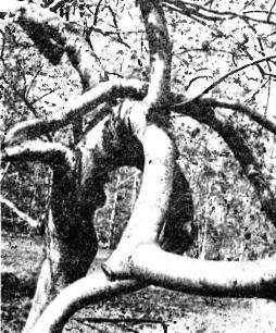 Knots made by rowan tree