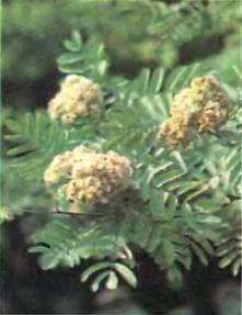 Flowers of sorbus