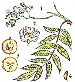 Branch, flower and fruit of rowan tree