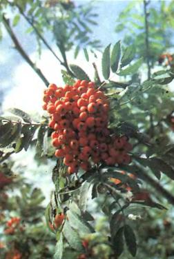 Ripe fruits of Sorbus