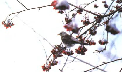 A bird on rowan tree